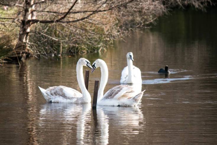 swans-pair
